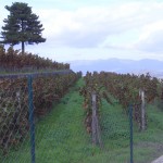 Etna Rosso Besuch Etna Catania