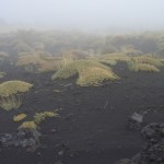 Astralagus Vulkan Lava Etna Ätna Flughafen Catania