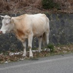 DSCN2125 DSCN2125
