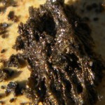 Meteoriten Mini Meteoriten