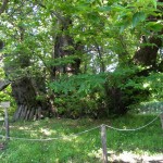 DSCN2407 Kastanienbaum der Hundert Pferde