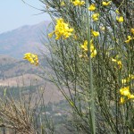 Ginestra Ginestra