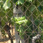 Nerello Nerello Mascalese