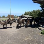 Esel am Etna Piano Provenzana