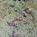 Seifenkraut Seifenkraut - Wahrzeichen des Parco dell'Etna