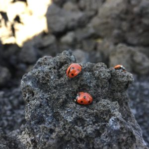 Etna natur Ausflug