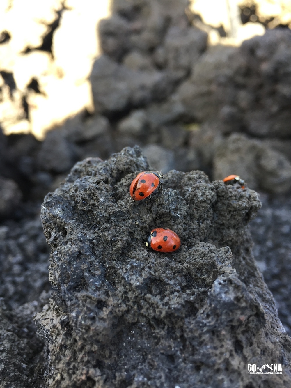 Etna natur Ausflug