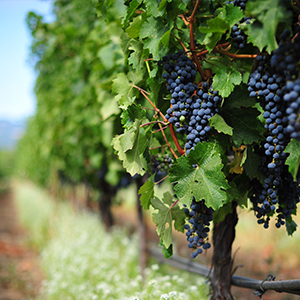 Etna Weinberge
