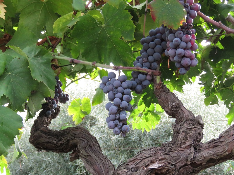 Weinlese