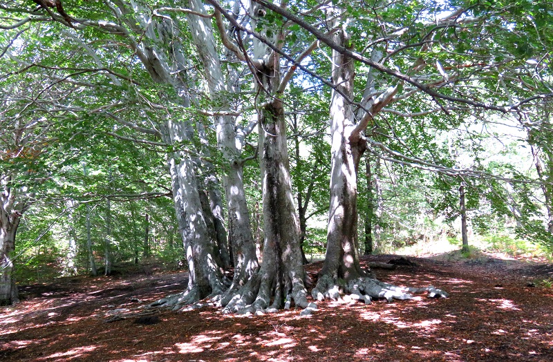 großen Bäume Etna