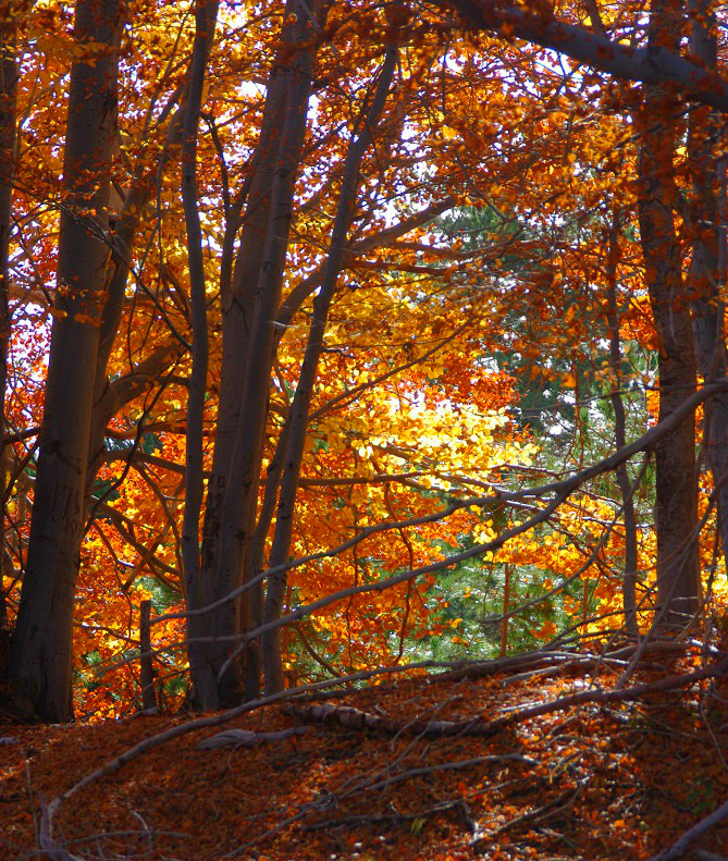 Ausflug in den Timparossa-Wald